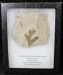 Fossil Balloon Vine Leaf - Green River Formation #20217-1